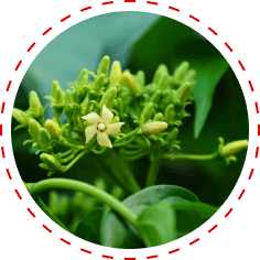 Gymnema sylvestre