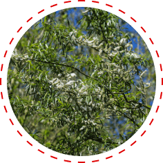 White willow bark extract