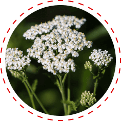 Yarrow herb